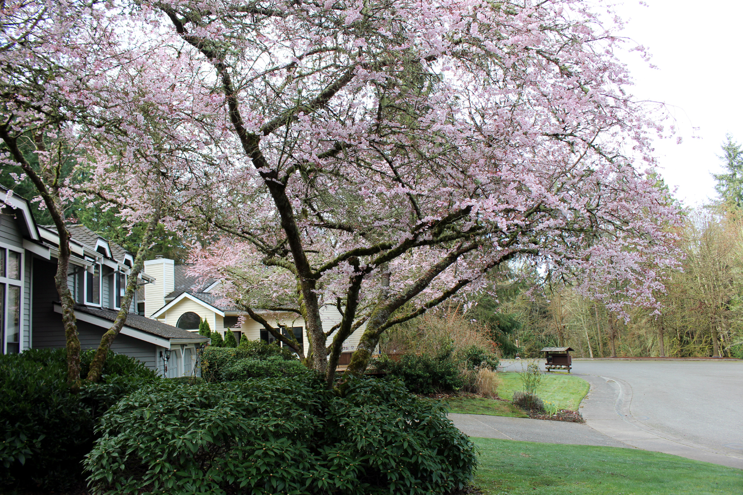 cherry tree